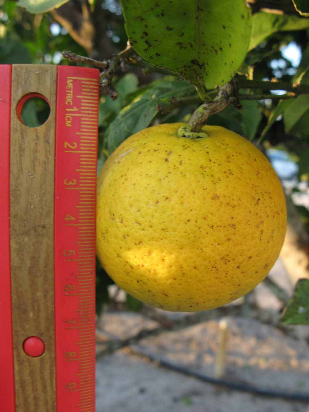              Fruit (Winter Haven, FL)       